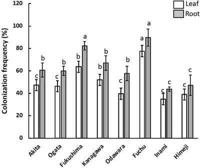 Diversity and plant growth promotion potential of endophytic fungi isolated from hairy vetch in Japan